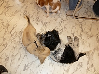 P1000035 1200x900 - (115895 bytes)