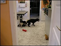 P1011098 2288x1712 - (919136 bytes)
